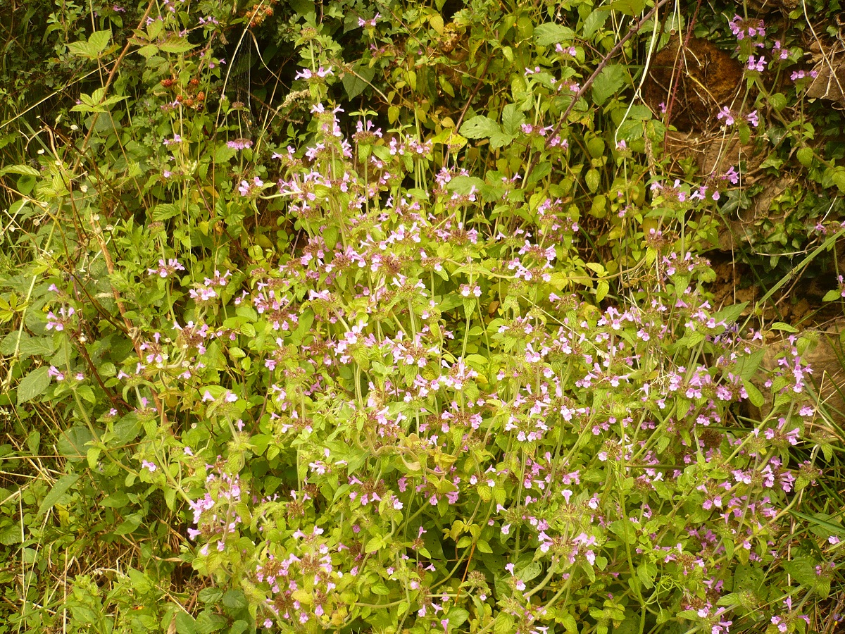 Clinopodium vulgare (Lamiaceae)